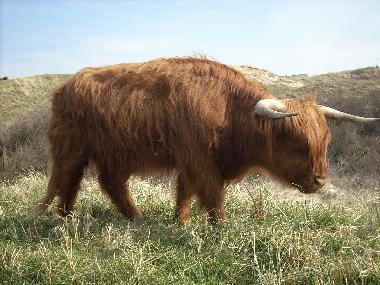 Maison de vacances �/en/au Egmond aan Zee (Noord-Holland)ou appartement ou maison de vacances