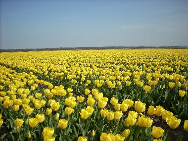 Maison de vacances �/en/au Egmond aan Zee (Noord-Holland)ou appartement ou maison de vacances