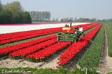 Maison de vacances �/en/au Egmond aan Zee (Noord-Holland)ou appartement ou maison de vacances