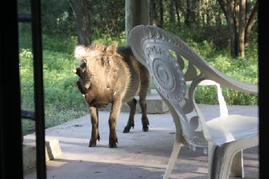 Maison de vacances �/en/au Marloth park (Mpumalanga)ou appartement ou maison de vacances