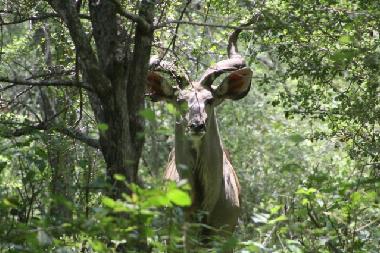 Maison de vacances �/en/au Marloth park (Mpumalanga)ou appartement ou maison de vacances