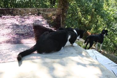 Appartement de vacances �/en/au Urbania (Pesaro e Urbino)ou appartement ou maison de vacances