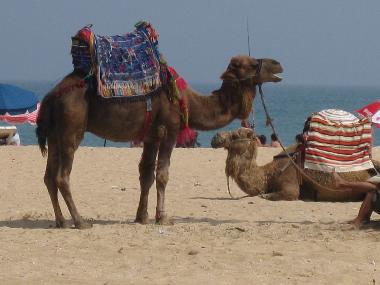 Chambre avec petit d�jeuner �/en/au marina smir  near M