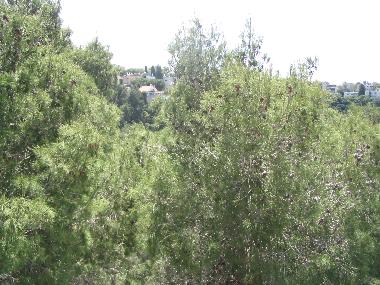 Appartement de vacances �/en/au Haifa (Hefa (Haifa))ou appartement ou maison de vacances