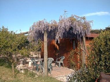 Glycine fleurie sur la terrasse d