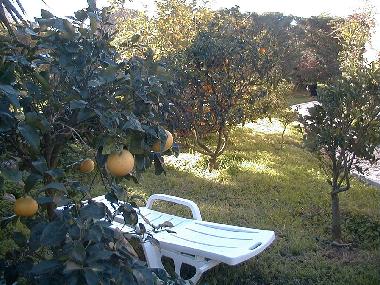 Les pamplemousses sont en pleine production