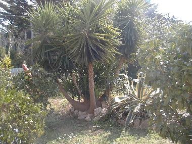 Une vue du jardin m�dit�rrann�en