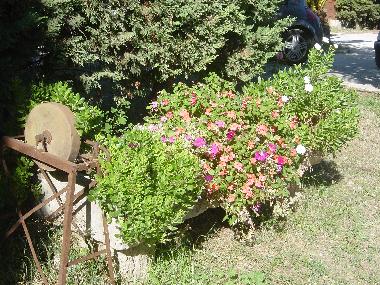 Des fleurs pour votre plus grand plaisir