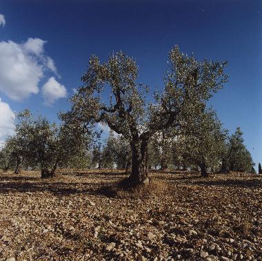 Appartement de vacances �/en/au San Pancrazio (Firenze)ou appartement ou maison de vacances
