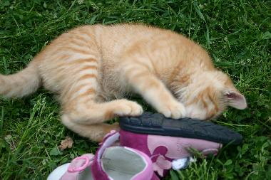 Appartement de vacances �/en/au San Pancrazio (Firenze)ou appartement ou maison de vacances