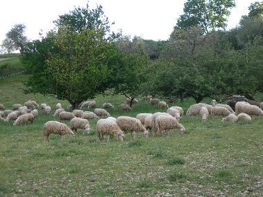 Appartement de vacances �/en/au San Pancrazio (Firenze)ou appartement ou maison de vacances