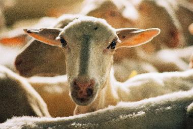 Appartement de vacances �/en/au San Pancrazio (Firenze)ou appartement ou maison de vacances