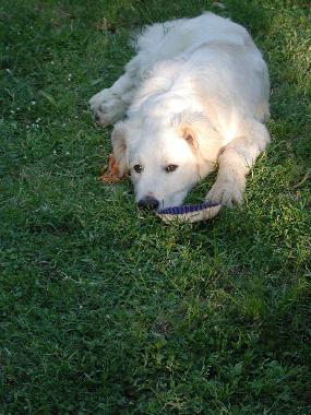 Maison de vacances /en/au San Pancrazio (Firenze)ou appartement ou maison de vacances