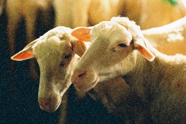 Maison de vacances /en/au San Pancrazio (Firenze)ou appartement ou maison de vacances