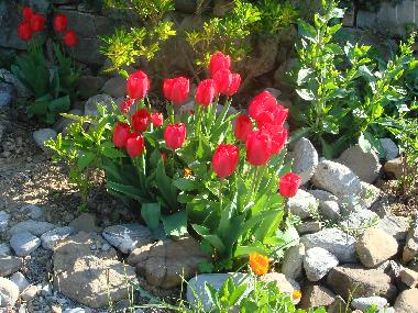 Appartement de vacances /en/au dolceacqua (Imperia)ou appartement ou maison de vacances