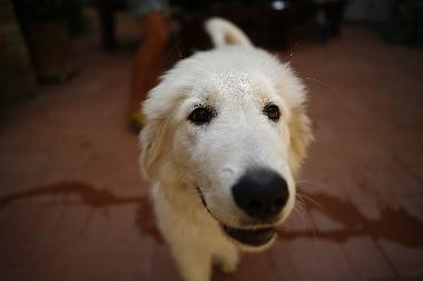 Appartement de vacances /en/au San Pancrazio (Firenze)ou appartement ou maison de vacances