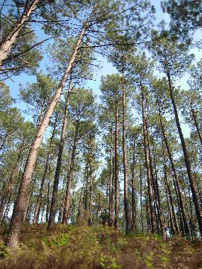 Maison de vacances �/en/au Saint Barth�lemy (Landes)ou appartement ou maison de vacances