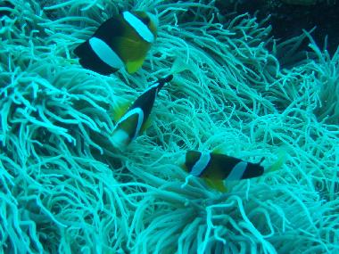 Maison de vacances �/en/au Tulamben (Bali)ou appartement ou maison de vacances