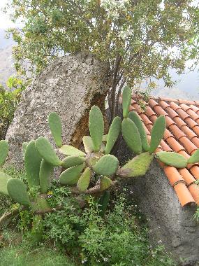Maison de vacances �/en/au HERMIGUA (La Gomera)ou appartement ou maison de vacances