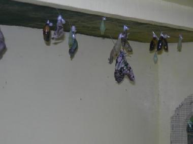 Appartement de vacances �/en/au Oranjestad (Aruba)ou appartement ou maison de vacances