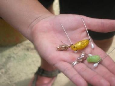 Appartement de vacances �/en/au Oranjestad (Aruba)ou appartement ou maison de vacances