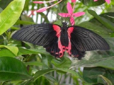 Appartement de vacances �/en/au Oranjestad (Aruba)ou appartement ou maison de vacances