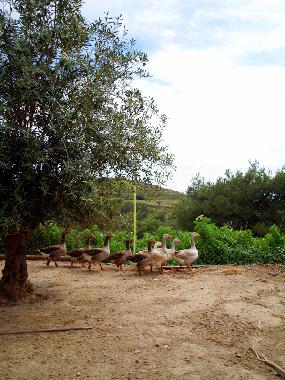 Maison de vacances �/en/au Syros (Kyklades)ou appartement ou maison de vacances