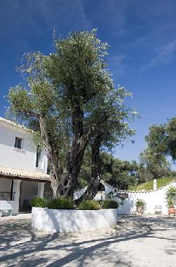 Maison de vacances �/en/au Arillas  (Kerkyra)ou appartement ou maison de vacances