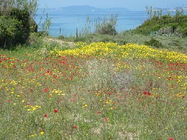 Maison de vacances �/en/au Arillas  (Kerkyra)ou appartement ou maison de vacances
