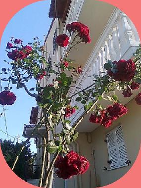 Appartement de vacances �/en/au Agios Gordios-Kerkyra (Kerkyra)ou appartement ou maison de vacances