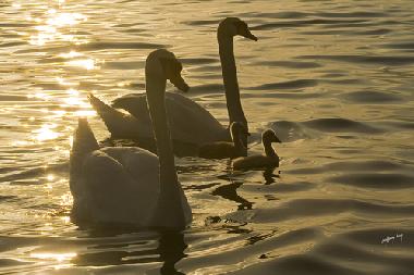 Appartement de vacances /en/au Seeboden am Millstttersee (Oberkrnten)ou appartement ou maison de vacances