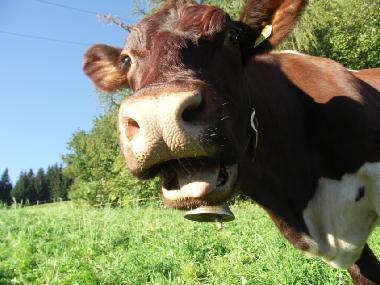 Appartement de vacances /en/au Seeboden am Millstttersee (Oberkrnten)ou appartement ou maison de vacances