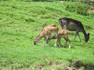 Appartement de vacances �/en/au Klake (Kozje)ou appartement ou maison de vacances