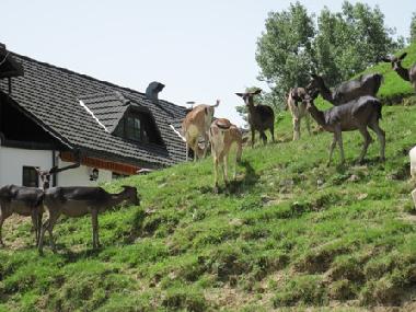 Appartement de vacances �/en/au Klake (Kozje)ou appartement ou maison de vacances