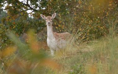 Appartement de vacances /en/au Scheveningen - Den Haag (Zuid-Holland)ou appartement ou maison de vacances