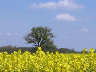 Maison de vacances /en/au Gro Kelle  (Mecklenburgische Seenplatte)ou appartement ou maison de vacances