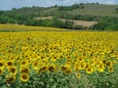 champ de tournasols pres de st victor
