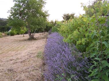 jardin gite aquitania