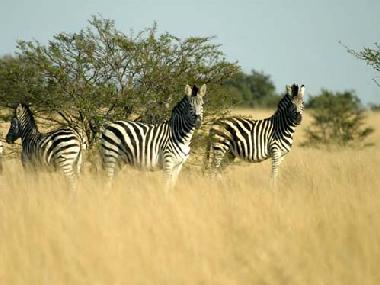 H�tel �/en/au Jeffreys Bay (Eastern Cape)ou appartement ou maison de vacances