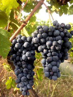 Appartement de vacances /en/au Montecalvo Versiggia (Pavia)ou appartement ou maison de vacances