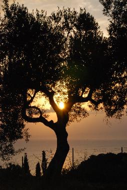 Maison de vacances /en/au Volimes (Zakynthos)ou appartement ou maison de vacances
