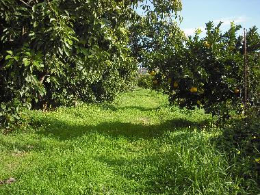 Maison de vacances /en/au CHANIA (Chania)ou appartement ou maison de vacances