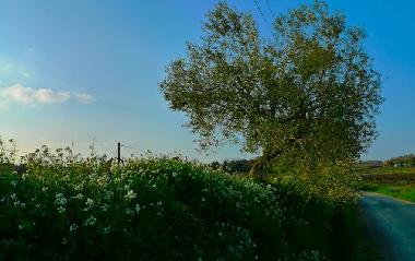 Maison de vacances �/en/au Saint C�zaire de Gauzignan (Gard)ou appartement ou maison de vacances