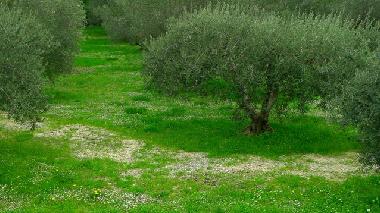 Maison de vacances �/en/au Saint C�zaire de Gauzignan (Gard)ou appartement ou maison de vacances