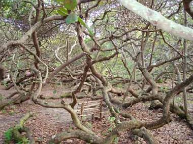 Maison de vacances �/en/au Pirangi do Norte (Rio Grande do Norte)ou appartement ou maison de vacances