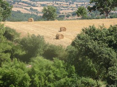 Maison de vacances /en/au Scansano (Grosseto)ou appartement ou maison de vacances