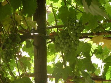 Maison de vacances /en/au Scansano (Grosseto)ou appartement ou maison de vacances