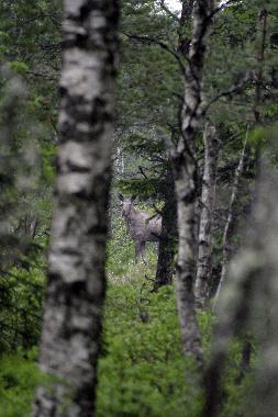 Maison de vacances �/en/au Elsabo (Smaland)ou appartement ou maison de vacances