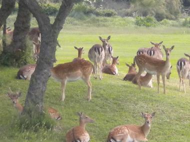 Maison de vacances /en/au 45010  (Rovigo)ou appartement ou maison de vacances