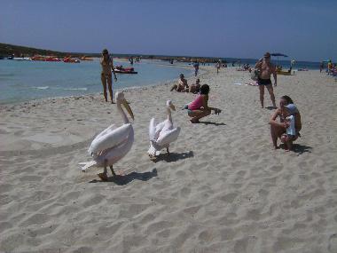 Appartement de vacances /en/au Ayia Napa (Famagusta)ou appartement ou maison de vacances